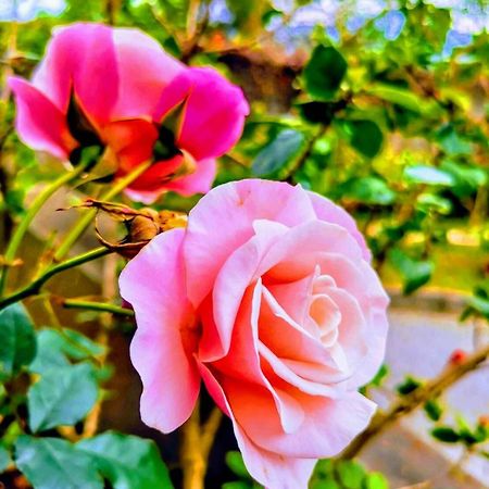 Sanyi Homestay エクステリア 写真